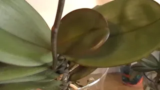 Phalaenopsis Transfer to Water Culture-Week 3