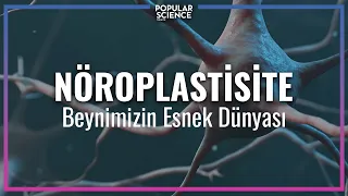 Nöroplastisite: Beynimizin Esnek Dünyası | Popular Science Türkiye