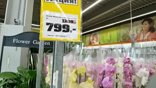 Скидки на орхидеи JMP в магазине ОБИ в Москве 23.04.21