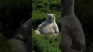 Have YOU Ever Seen a Sleepy Polar Bear? #animal