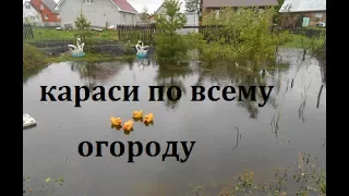 Пруд на даче-3.Караси по всему огороду.