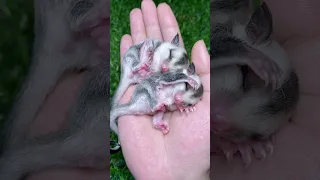 The two baby sugar gliders are so cute in my hands! #sugar #asmr