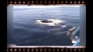 Как плачет кит когда попадает в водные сети. Люди спасли животное