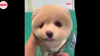 Tik Tok   😍 Funny and Cute Pomeranian #31