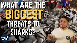 Shark Finning Is NOT the Biggest Threat to Sharks!