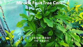 Miracle Fruit Tree Care!!