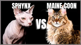 Sphynx Cat VS. Maine Coon Cat