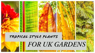 50+ Exotic Plant Ideas for UK Tropical Style Gardens, START YOUR JUNGLE GARDEN HERE!