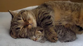 Mother cat Lili happily sleeps with her baby kitten in a hug!