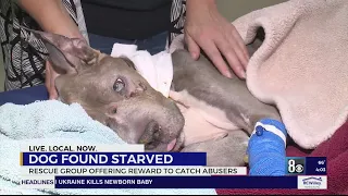 Dog found starved and on brink of death, Las Vegas rescue group offering reward to catch abusers