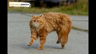 Смешные коты с озвучкой до слез 2018 2019 - Смешные кошки МатроскинТВ
