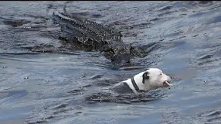 PITBULL KILL ALLIGATOR