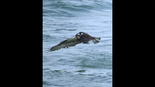 Osprey Rising - He Went Back for the Small one.