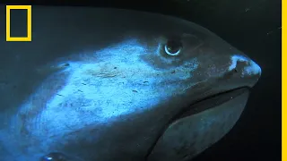 Le requin grande-gueule, un monstre venu du fin fond de l'océan