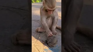 Funny monkey 🙉 смешная обезьяна