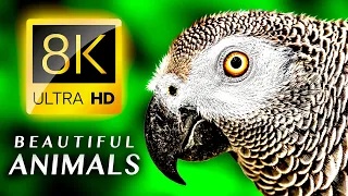 BEAUTIFUL ANIMALS 8K TV ULTRA HD