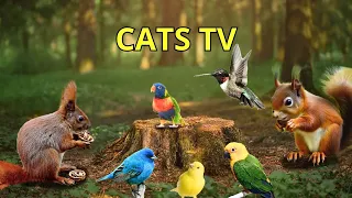 Cat TV for Cats to Watch - 24 Hours of TV for Cats with Beautiful Bird Sounds