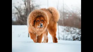 ТИБЕТСКИЙ МАСТИФ. О породе