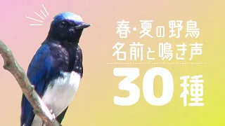 春•夏の野鳥の名前と鳴き声♪30種類