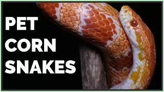 Pros and Cons of Corn Snakes as Pets