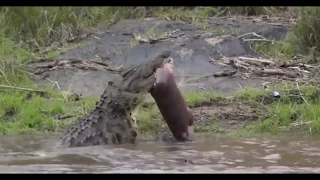 Crocodile eating   Hippo , boar , Turtle   The Horrific Bites and Crushed Prey I