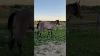 Арабский чистокровный жеребец Мирх