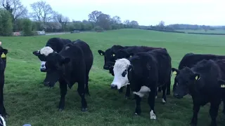 Cows all together now