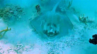 Strikingly clear devil face found on unusual stingray in Tonga