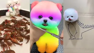 Tik Tok Chó Phốc Sóc Mini 😍 Funny and Cute Pomeranian #213