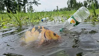 Bottle Fish Trap | Amazing Boy Catch Fish With Plastic Bottle