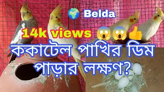 ককটেল পাখির ডিম পাড়ার লক্ষণ কী?signs of cockatiel laying eggs