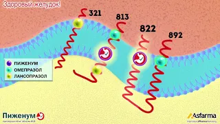 ПИЖЕНУМ - путь к счастью через здоровый желудок (изжога, эзофагит, гастрит, язва желудка, H. pylori)