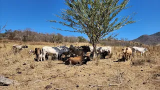 HOY FUIMOS A  REVISAR EL AGUA  DEL GANADO