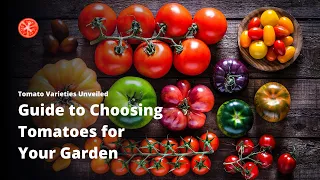 Must-Know Tomato Varieties for Successful Tomato Planting.#cherrytomato #tomatoes #heirloomtomatoes