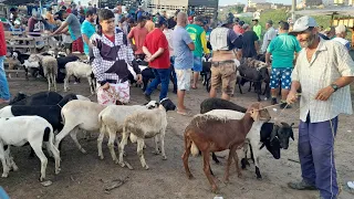 Feira de Animais de Surubim com muitas Cabras e Carneiros de luxo 01/03/2024