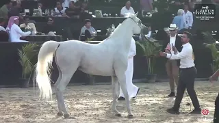 N 157 ANBAR RABAB   The Elite Egyptian AHC 2024   Stallions 7+ Years Old Class 10