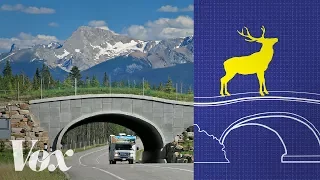 Wildlife crossings stop roadkill. Why aren't there more?