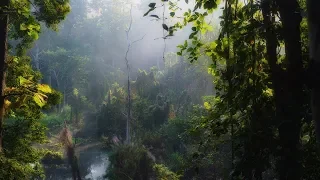 Nature Sounds of Asia Jungle - Exotic Birds, Rain Drops - Pure Rainforest Relaxing Ambient Sounds