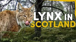 The Lynx went EXTINCT - here’s how it could return