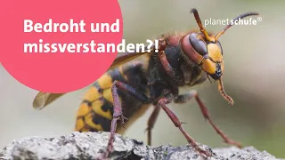 Sind Hornissen wirklich so gefährlich? - Frage trifft Antwort | planet schule