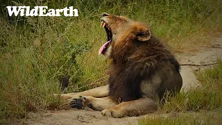 WildEarth - Sunrise Safari -  18 February 2024