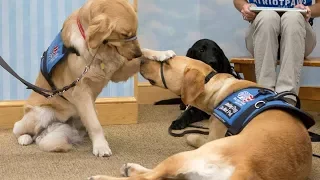 Patriot Paws | Training Service Dogs for Veterans