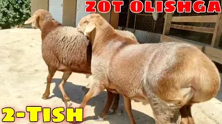 NASIL OLISHGA QO'CHQORLAR 2-4 TISH |🔥| JALOLIDDIN UZ |