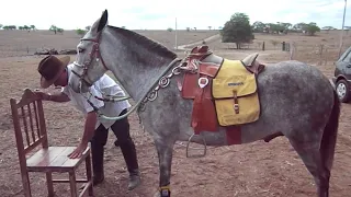 É POR ISSO QUE OS BURROS SÃO TÃO INTELIGENTES - INCRÍVEL!