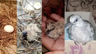 Growth of baby spotted dove from 1 Day to 30 days old