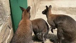 Замечательные ребята-кенгурята! Тайган Kangaroo in the Crimea!