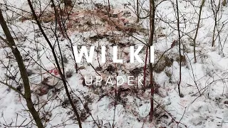 Wilki upadek - polowanie na wilki