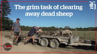 Dead livestock everywhere | Local Focus