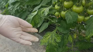 Prevent the appearance of downy mildew on tomatoes with natural means - after every rain