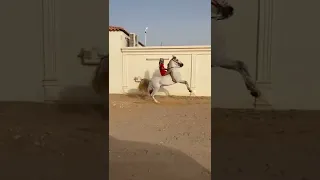 تربيع مايهاب خيل حاره🔥😱